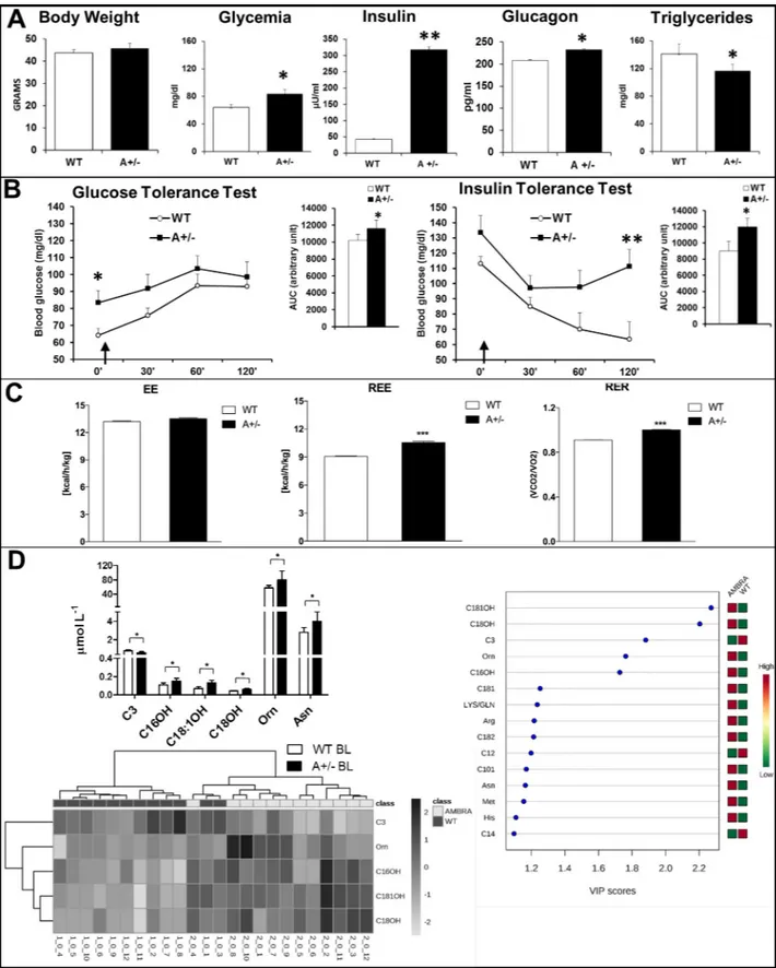 Fig 1. Metabolic phenotype of wild type and Ambra1 mice in baseline condition. (A) Body weight, Glycemia measured after overnight fasting, glucagon, insulin and triglycerides plasma levels in BL condition, showing significant differences between the two ge