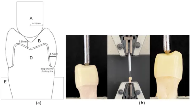 Figure 1. (a) Graphical representation of sample preparation: (A) tungsten carbide pilot punch with a  radius of 3.18 mm; (B) Zls crown; (C) cement; (D) tooth abutment replica of resin composite; (E)  specimen holder of methacrylic resin; (b) an explanator