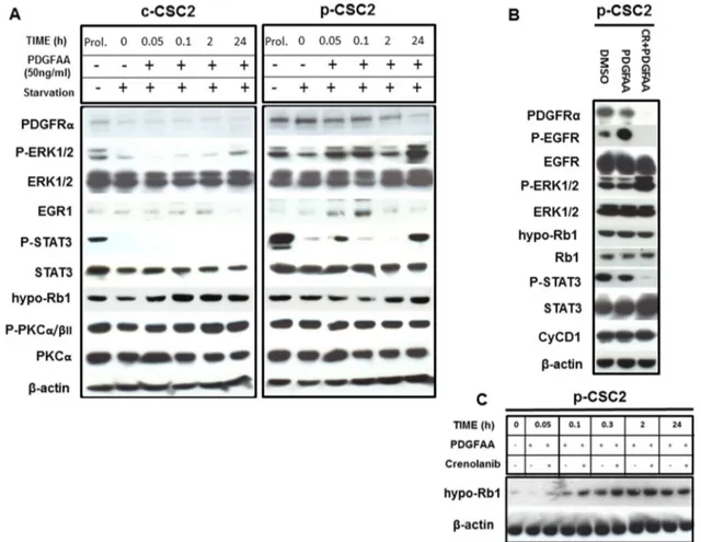 Figure 1: Activation of PDGFRα/PDGF-AA axis induces different modulation of target genes in GBM p-CSC2 than  in c-CSC2