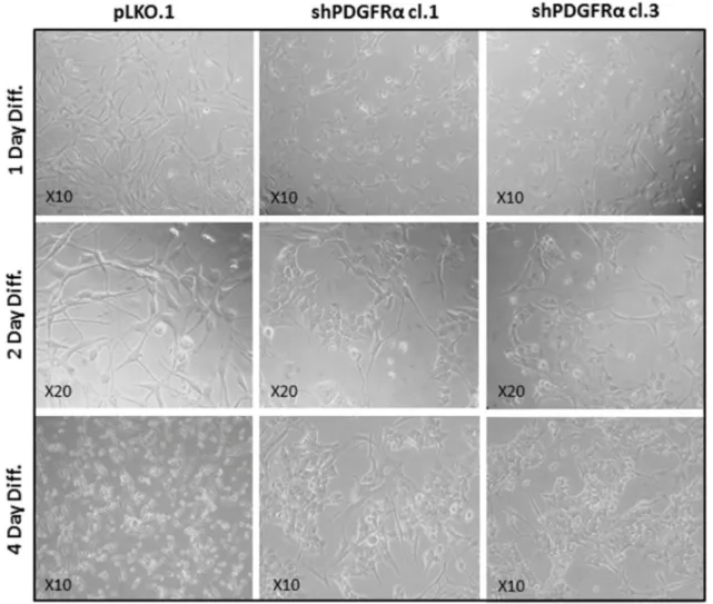 Figure 4: PDGFRα-depleted GBM CSC show phenotypic changes vs control cells.  Phase-contrast images captured after  1-2-4 days in differentiation conditions revealed morphological changes between shPDGFRα-CSC clone 1 and clone 3 in comparison with  pLKO.1