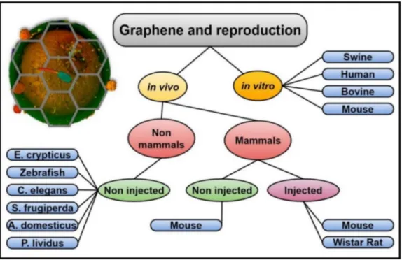Figure 2. Graphene and reproduction. Graphic outline of the studies involving graphene and reproduction, either in vivo or in vitro, following different protocols and performed in different animal species.