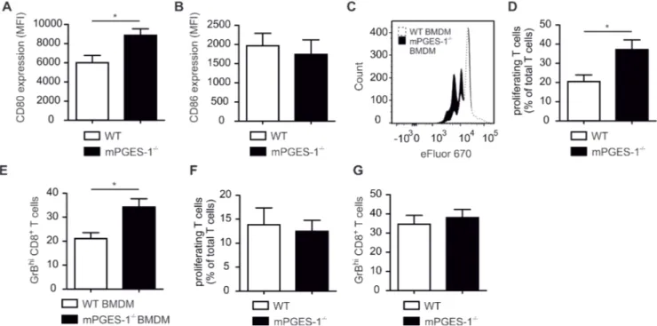 Figure 7: MPGES-1-deficiency promotes CTL activation by tumor-associated macrophages.  (A-E) Bone marrow monocytes  of WT or mPGES-1 -/-  mice were pre-stimulated with LPS/IFN-γ for 30 min and cocultured with E0771 tumor spheroids for 24 h