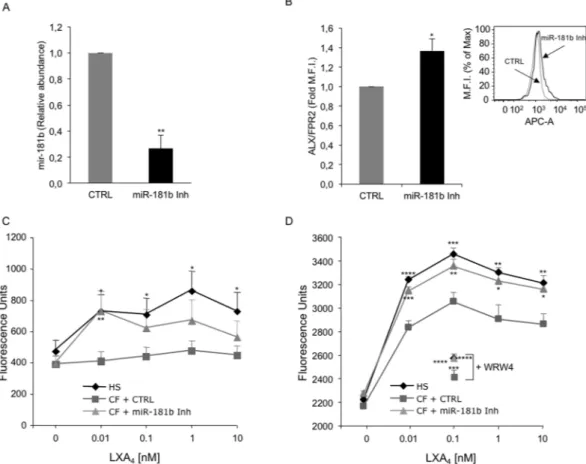 Figure 4.  miR-181b inhibition upregulates ALX/FPR2 expression and agonist-induced phagocytosis in CF-