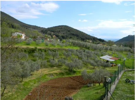 Figure 9. Layout of olive trees on small plots (Sabina, Lazio. Credits: Anna Laura Palazzo)