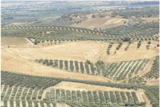 Figure 4. Residual polycultures on the Sibari plain (Calabria. Credits: Ottavia Aristone)