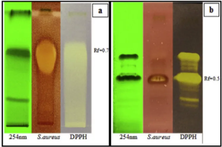 Fig. 4. HPTLC bioautographic assay of (a) P. granatum L. and (b) R. coriaria L. extracts: for each plant, chromatograms were respectively visualized at 254 nm, sprayed with DPPH solution and treated with a thin layer of S