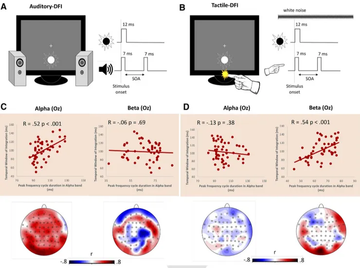 Figure 2. EEG correlates of auditory and tactile DFI. A, Auditory DFI. While viewing the flashing disc (12 ms duration) participants also experienced two 3500 Hz tones (both with a 7 ms duration)