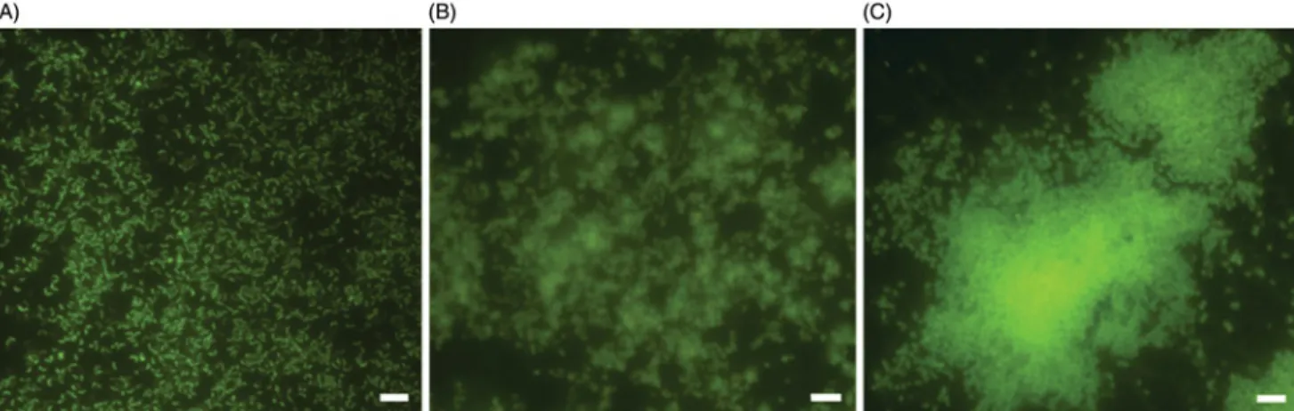Figure 1. Representative images of fluorescence microscopy of H. pylori NCTC11637 biofilm development over time