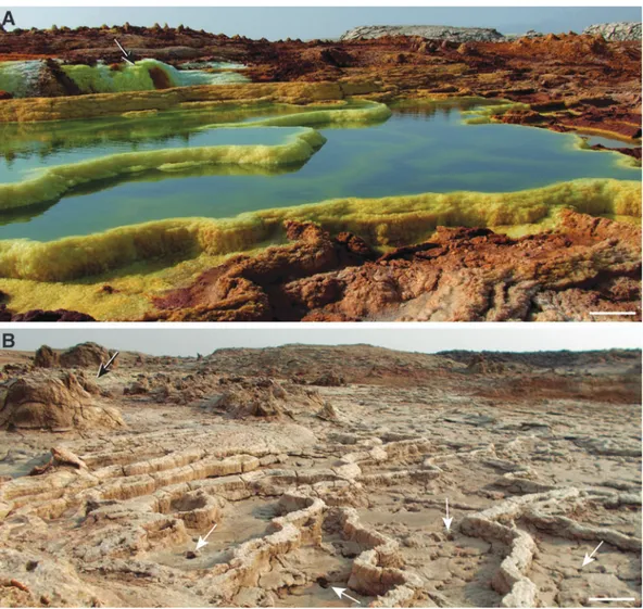FIG. 14. Panoramic view of active (A) and inactive (B) terrace morphologies at the Dallol Hot Springs site