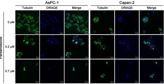Figure 3. Parbendazole alters mitotic spindles formation. Immunofluorescence of PC cells (AsPC-1,  left  panels;  Capan-2,  right  panels)  stained  using  anti-α-tubulin  antibody  (green)  and  1,5-bis{[2-(dimethylamino)ethyl]amino}-4,8-dihydroxyanthrace