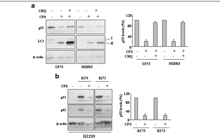 Fig. 3 CPS induces mutp53 protein degradation. a U373 and SKBR3 cells were treated with CPS (200 μM) and chloroquine (CHQ) (25 μM) for 24 h