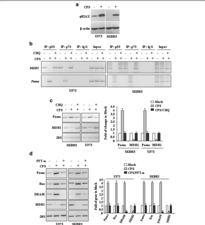 Fig. 4 CPS restores wtp53 activities in mutp53-carrying cells. a U373 and SKBR3 were treated with CPS (200 μM) for 24 h