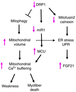 Fig. 8 Scheme of the mechanisms induced by acute DRP1 inhibition