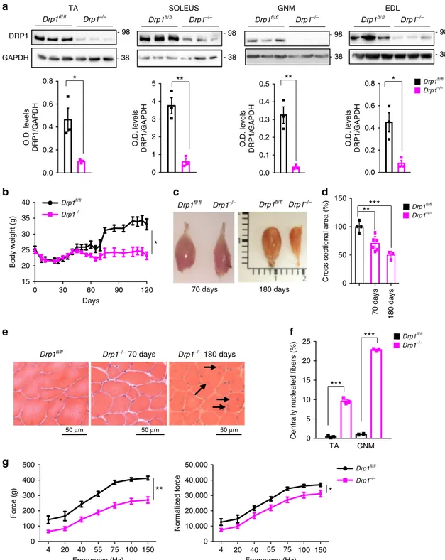 Fig. 4 DRP1 loss in adult animals causes body weight loss, muscle atrophy and muscle weakness