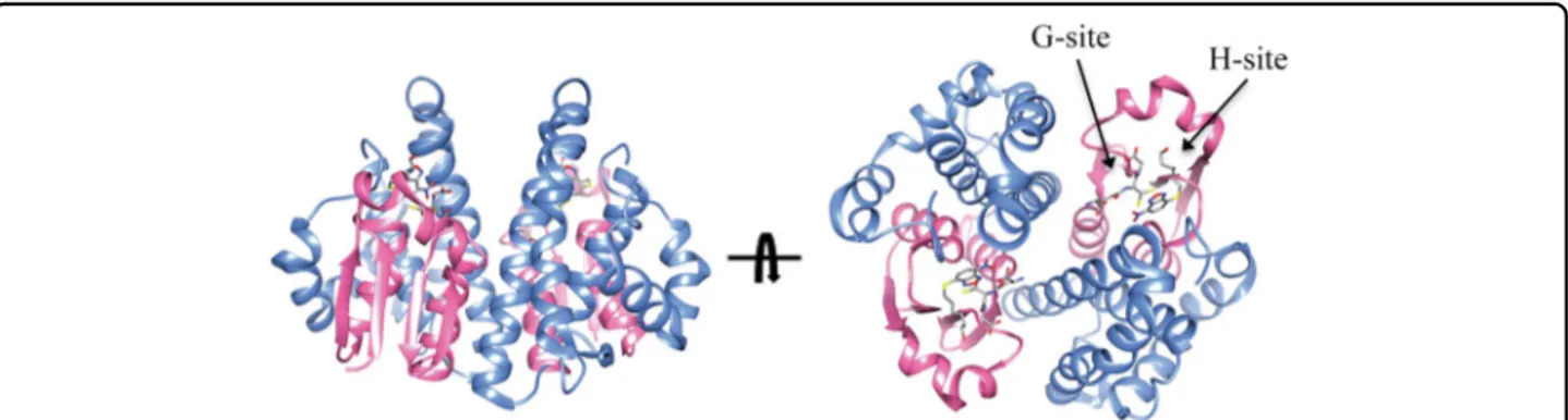 Fig. 1 Structure of a representative GST. The structure of human GSTP1-1 in complex with GSH and the inhibitor NBDHEX is shown (pdb code 3GUS)