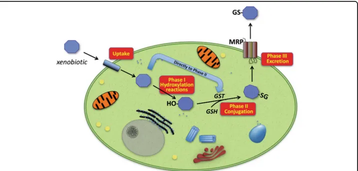 Fig. 2 Overview of enzymatic biotransformation of xenobiotics. Harmful molecules may diffuse across the plasma-membrane and, inside cells, they may be targeted by the enzymes of the so-called Phase I metabolism