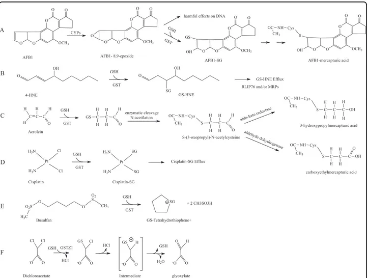 Fig. 3 GST substrates. a First two steps of the metabolism of aﬂatoxin B1; b detoxiﬁcation pathway of 4-hydroxynonenal involving GST; c GST- GST-catalyzed conjugation of acrolein and subsequent trasnformation steps d enzymatic inactivation of cisplatin GST