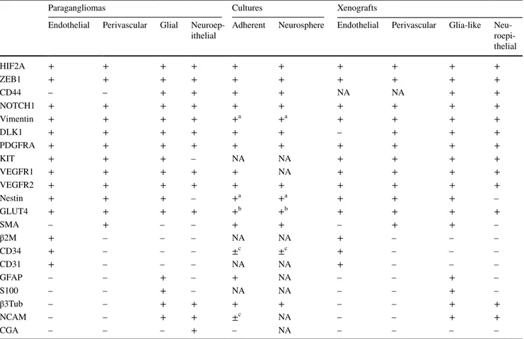 Table 1    ApoTome immunofluorescence phenotypes of the cell types found in paragangliomas, derived adherent and neurosphere cell cultures  and xenografts (21 markers)