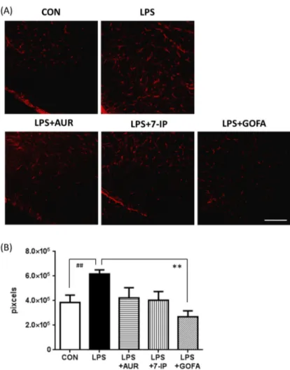 Figure 4. Effects of AUR, 7-IP, and GOFA on the LPS-induced activation of astrocytes in the  substantia nigra