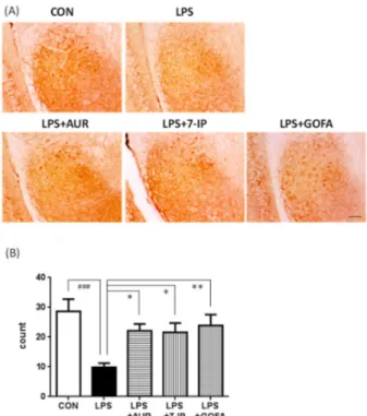 Figure 6. Effects of AUR, 7-IP, and GOFA on LPS-induced neuronal cell loss in the substantia nigra