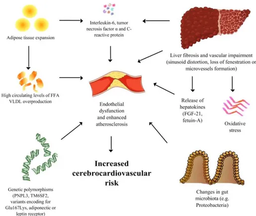 Figure 1.  A  Spotlight  on  the Pathogenesis  of  Cardiovascular  Risk Associated  with  Non-Alcoholic  Fatty Liver Disease