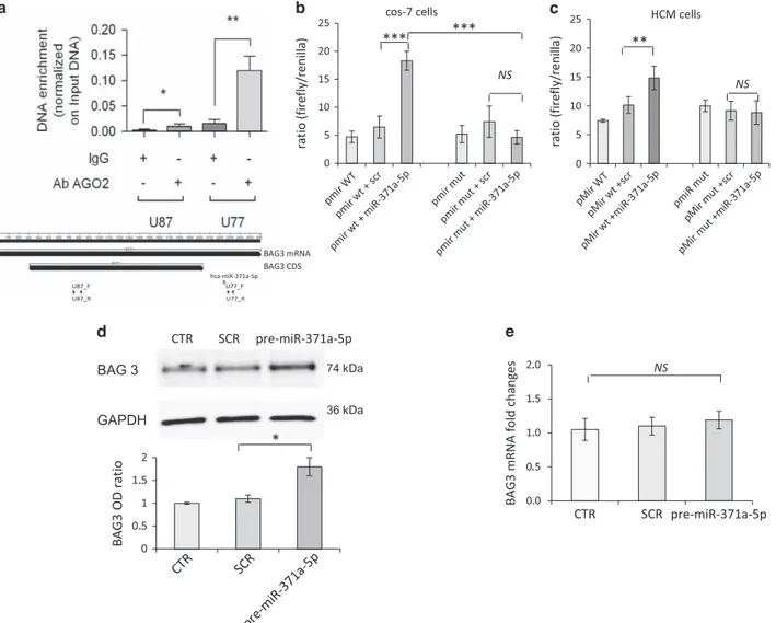 Figure 1 miR-371a-5p regulates expression of BAG3. To test whether the predicted miRNAs could bind BAG3 target, both Ago2/pull-down assay and pMir dual-luciferase assay were performed