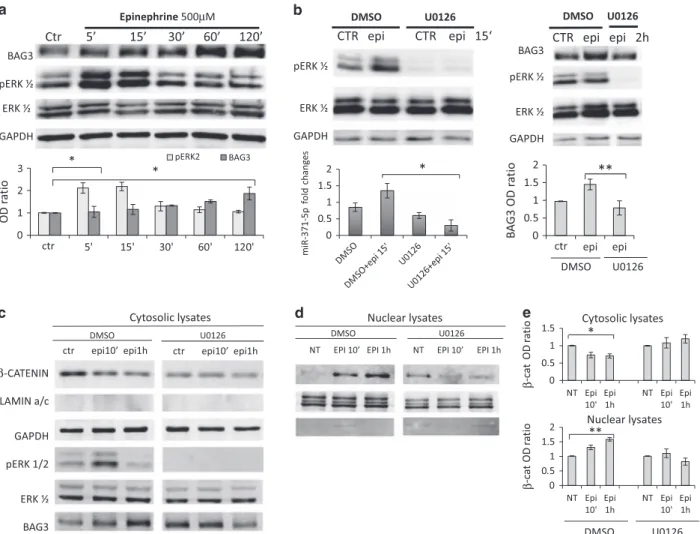 Figure 3 Epi induces ERK phosphorylation, β-catenin translocation and miR-371a-5p transcription, leading to BAG3 upregulation