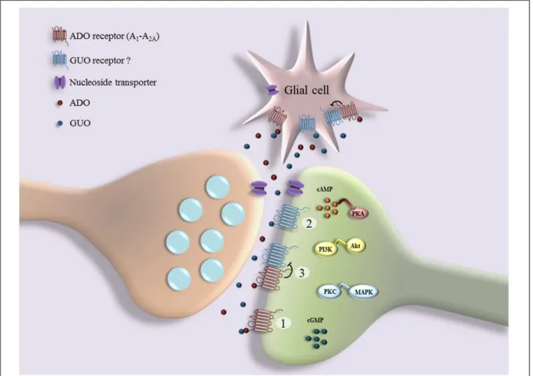 FIGURE 1 | Schematic representation of interplay between guanosine (GUO) and adenosine (ADO) binding to receptors: GUO binds to ADO receptor (A 1 R and A 2A R) in competitive manner with ADO (1); GUO binds to putative unknown GUO receptor (2), which may fo