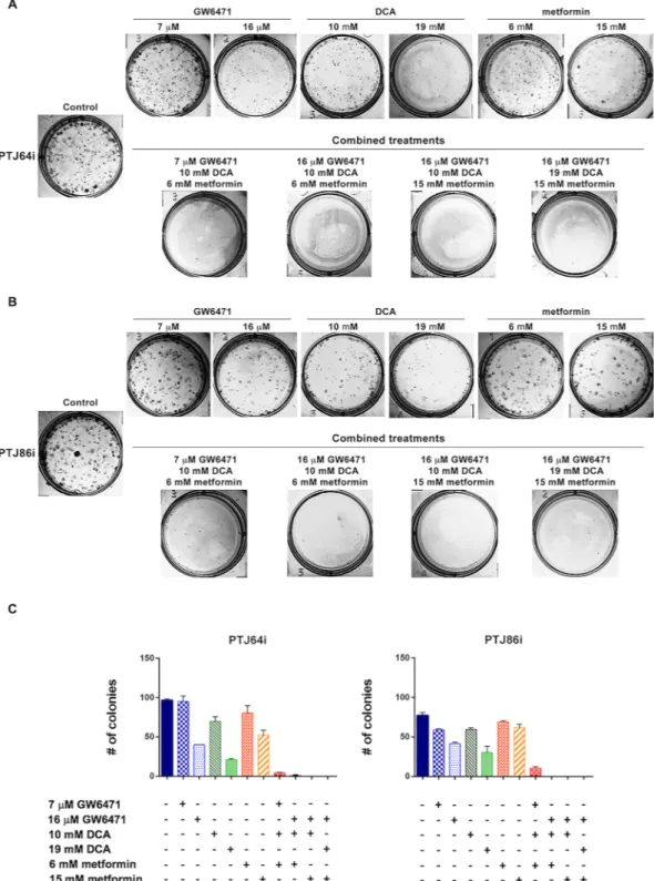 Figure 9.  Effect of DCA, GW6471 and metformin as single agents or in combinations on PGL clonogenic 