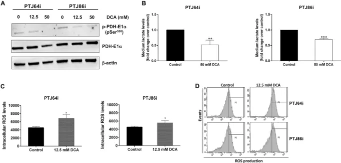 Figure 2.  DCA inhibits PDK, decreases extracellular lactate and increases intracellular ROS levels in PTJ64i 