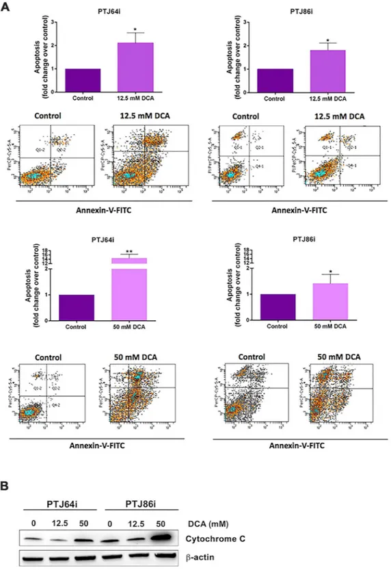 Figure 4.  Apoptosis in PTJ64i and PTJ86i cells treated with 12.5 or 50 mM DCA. (A) Values represented 