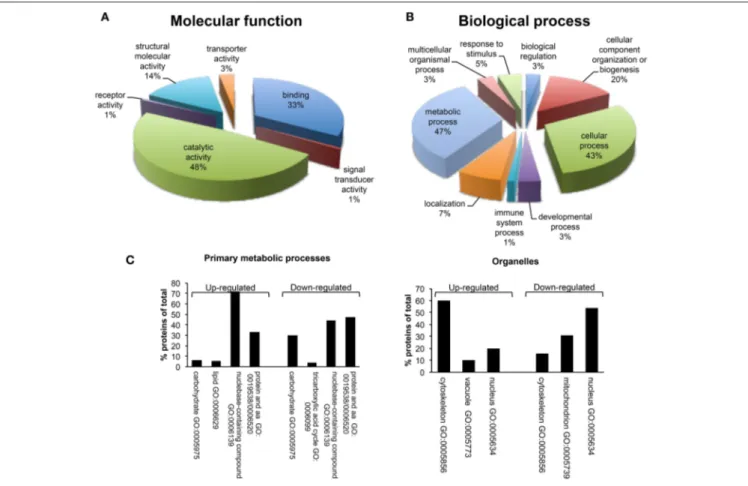 FIGURE 5 | Gene ontology analysis using PANTHER. (A) Molecular function and (B) Biological process classes assigned to all differentially regulated proteins identified after proteomic analysis in MCF-7 shCTR and MCF-7 shβcat cells