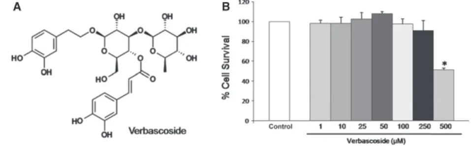 Fig. 1 (A) Chemical structure of Verbasco- Verbasco-side. (B) Cytotoxic effect of verbascoside tested on cells from U937 cells line