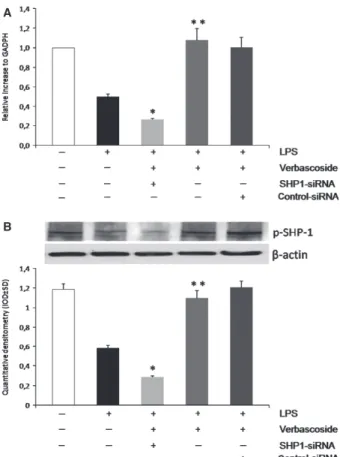 Fig. 4 Effects of SHP-1 silencing on the ability of verbascoside to induce the p-1 expression in U937 cells