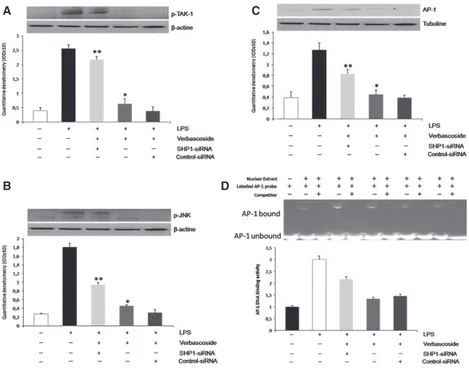 Fig. 5 Verbascoside-induced Inhibition of TAK-1 activation is reversed by Gene Silencing of SHP-1
