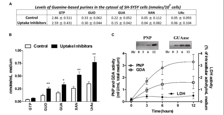 FIGURE 1 | SH-SY5Y neuroblastoma cells release guanine-based purines, PNP and GDA in the culture medium
