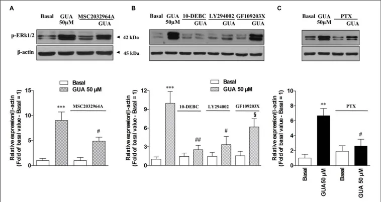 FIGURE 5 | Guanine induces ERK1 phosphorylation in SH-SY5Y neuroblastoma cells via PI3K-PKB-ERK signaling pathway in a PTX-sensitive manner