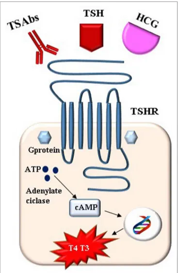 FiGURe 1 | The stimulation of TSH receptor (TSHR) in pregnancy.