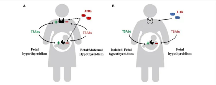 FiGURe 3 | Effects of TSH receptor antibodies and antithyroid drugs (ATDs) on maternal and fetal thyroid function