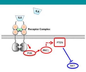 Fig. 7. Schematic representation of the signaling pathway model proposed for the IL-6 effects in H9c2 cells