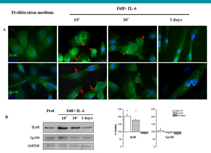 Fig. 2. IL-6 treatment affects the expression of IL-6R and the cellular localization of the gp130 co-receptor in H9c2 cells