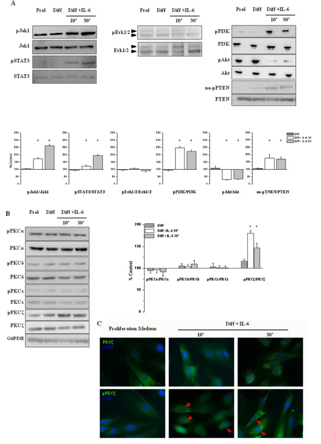 Fig. 3. IL-6 treatment activates the JAK1-STAT3 and PI3K signaling transduction pathways and induces PTEN and PKC z activation in H9c2 cells