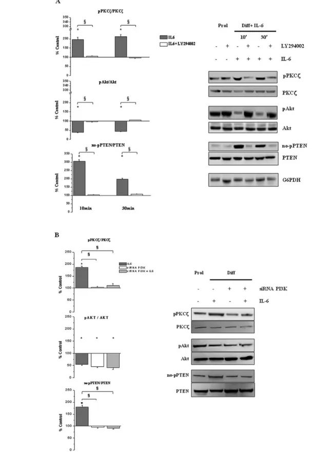 Fig. 4. PI3K inhibition blocks the IL-6 signaling activation of the PTEN and PKC z pathways in H9c2 cells
