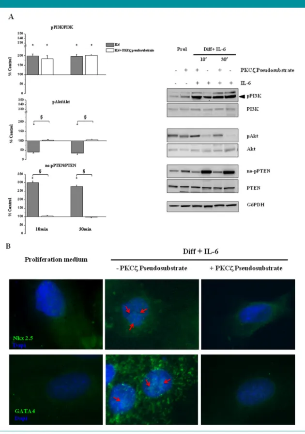 Fig. 5. PKCz inhibition does not influence the IL-6 dependent activation of PI3K, but affects the Akt and PTEN pathways in H9c2 cells