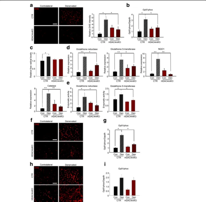 Fig. 5 HDAC4 mediates the activation of OS response in skeletal muscle upon denervation