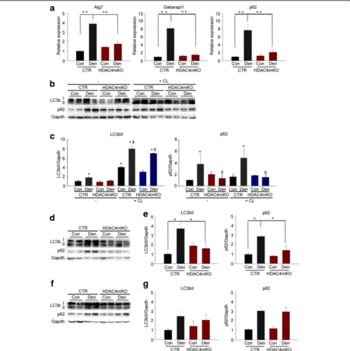 Fig. 3 HDAC4 mediates the activation of autophagy in skeletal muscle upon denervation