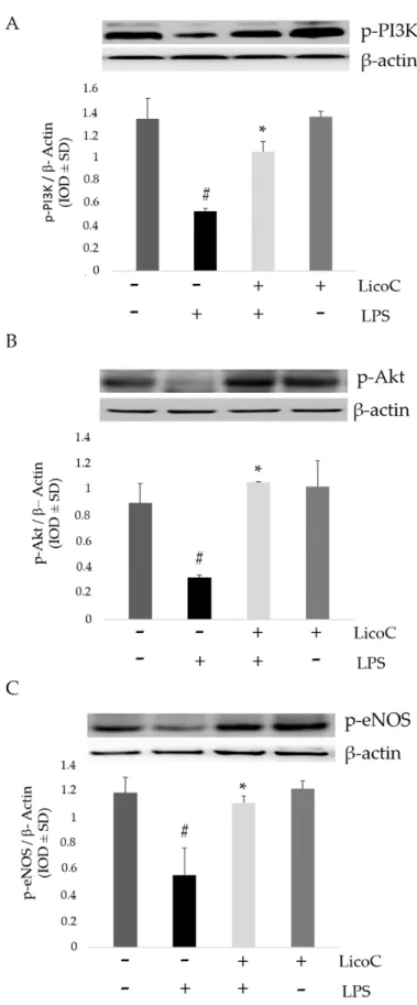 Figure 3.  Effect  of  LicoC  on  PI3-K/Akt/eNOS  pathways.  H9c2  cells  were  pretreated  with  LicoC  (25 µM) for 30 min and then stimulated with LPS (10 µg/mL)