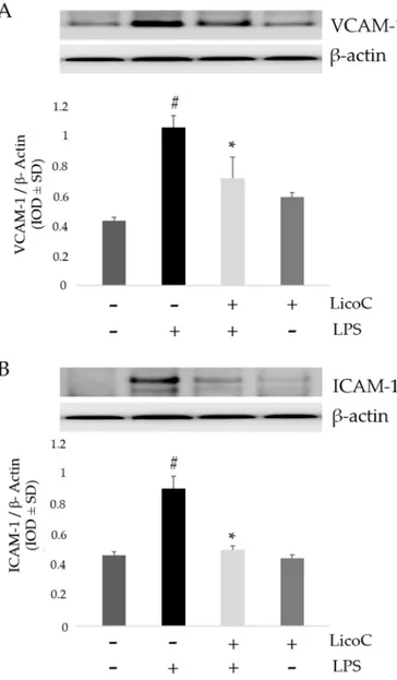 Figure 4. Effect of LicoC on adhesion molecules Intercellular Adhesion Molecule 1 (ICAM-1) and  Vascular cell adhesion protein 1 (VCAM-1)