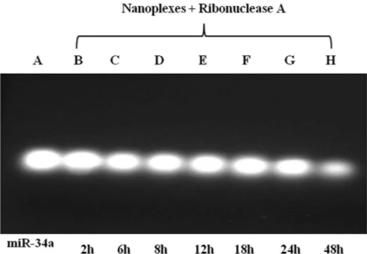 Figure 2.  RNase A protection assay of miR-34a-loaded chitosan/PLGA nanospheres as a function of  the incubation time