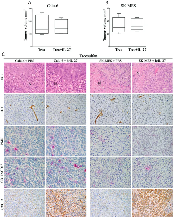 Figure 4: Loss of IL-27 Anti-Lung Cancer Effects in Myeloablated Mice and Histopathological Features of their  Tumors